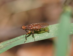Tapeigaster pulverea