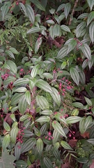 Miconia cornoides