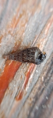 Laciniaria plicata