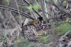 Pipilo maculatus macronyx