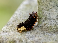 Trypanophora semihyalina