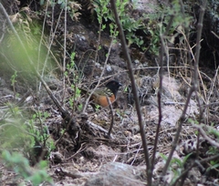 Pipilo maculatus macronyx