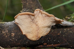 Lentinellus pulvinulus