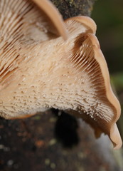 Lentinellus pulvinulus