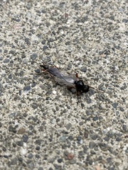 Bibio xanthopus