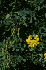 Coronilla valentina