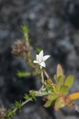 Wahlenbergia calcarea