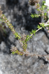 Wahlenbergia calcarea
