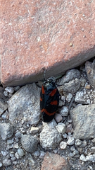 Cercopis vulnerata