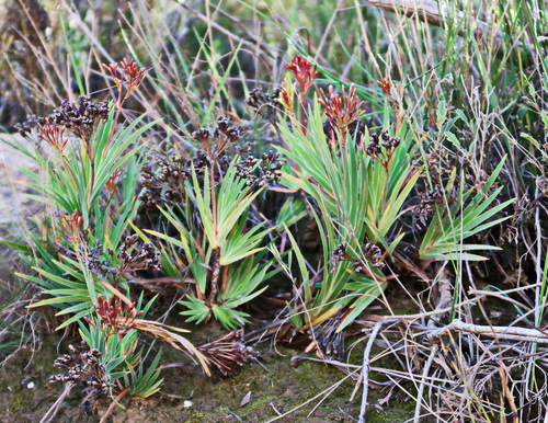 Image of Nivenia binata by no rights reserved