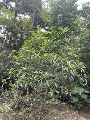 Acronychia pedunculata