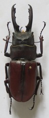 Prosopocoilus myrmecoleon