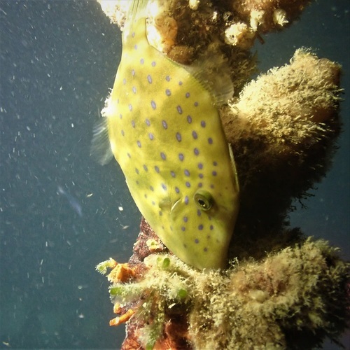 Bluespotted leatherjacket (Eubalichthys caeruleoguttatus) — Monacanthidae — 3