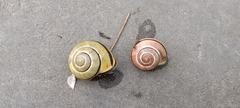 Cepaea nemoralis