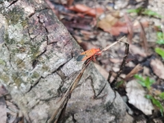 Dysdercus evanescens