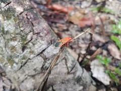 Dysdercus evanescens