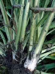 Taraxacum pseudohamatum
