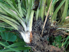 Taraxacum pseudohamatum