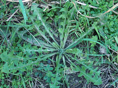 Taraxacum pseudohamatum