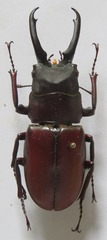 Prosopocoilus myrmecoleon