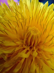 Taraxacum pseudohamatum