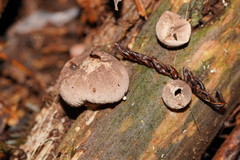 Lycoperdon subincarnatum