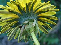 Taraxacum pseudohamatum