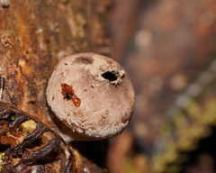 Lycoperdon subincarnatum