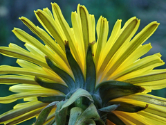 Taraxacum pseudohamatum