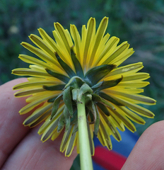 Taraxacum pseudohamatum