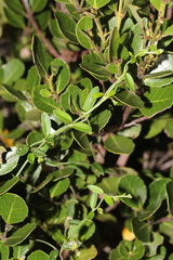 Astephanus triflorus