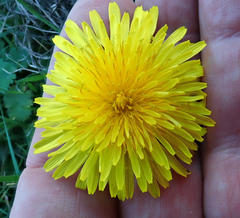 Taraxacum pseudohamatum