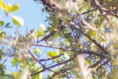 Auriparus flaviceps