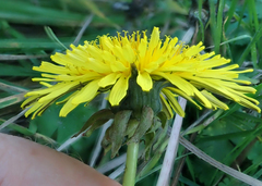 Taraxacum pseudohamatum