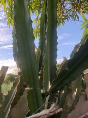 Acanthocereus tetragonus