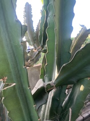 Acanthocereus tetragonus