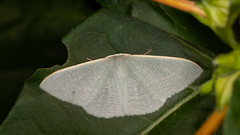 Prasinocyma ocyptera