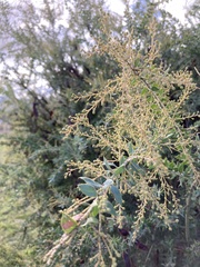 Acacia vestita