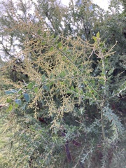 Acacia vestita