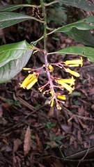 Palicourea padifolia