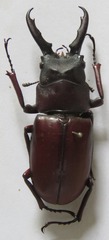 Prosopocoilus myrmecoleon