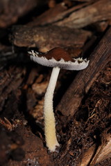Stropharia formosa