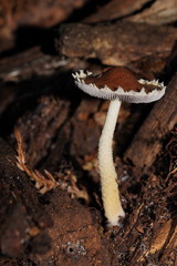 Stropharia formosa
