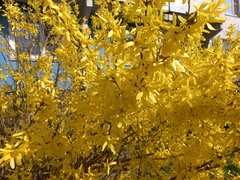 Forsythia