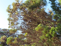 Eucalyptus conferruminata
