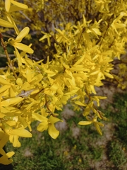 Forsythia