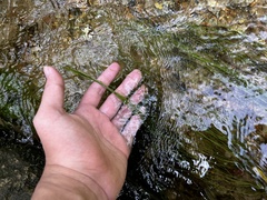 Eleocharis retroflexa