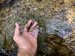 Eleocharis retroflexa