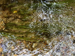 Eleocharis retroflexa