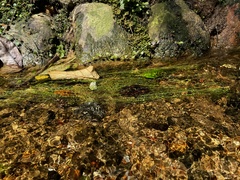 Eleocharis retroflexa